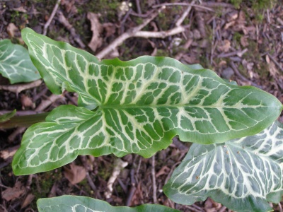 Arum italicum subsp. italicum 'Filigree'